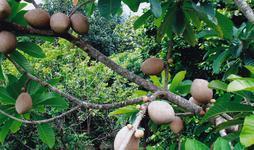 Fruit of the Month Mamey Sapote Scientific Name: Pouteria sapota Family: Sapotaceae Mamey Sapote originated in Central America but has gained popularity in the West Indies, especially Cuba.