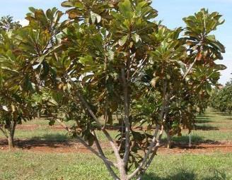 Mamey Sapotes grown from seed are of unpredictable, and often inferior, quality. It s best to plant a grafted tree.