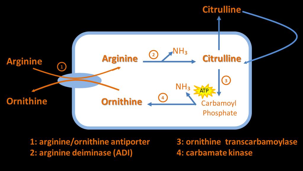 Microbial metabolism of ARG Adapted from Vrancken et al.