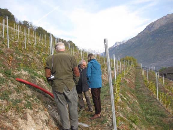 Here we review a steep slope vineyard