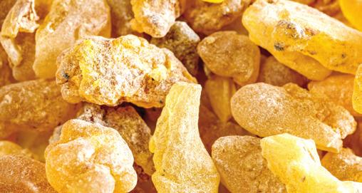 FRANKINCENSE GINGER Boswellia frereana Zingiber officinale Frankincense is highly sought after, studied, and employed by many health-conscious consumers and practitioners worldwide.