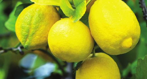 It also has highly valued natural anti-aging properties and can help soothe sore areas of the body. Citrus limon Lemon essential oil is crisp and refreshing, with an array of health benefits.
