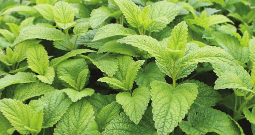 Peppermint oil is used aromatically, topically and internally to aid in digestive health, relieve stress, and freshen breath.