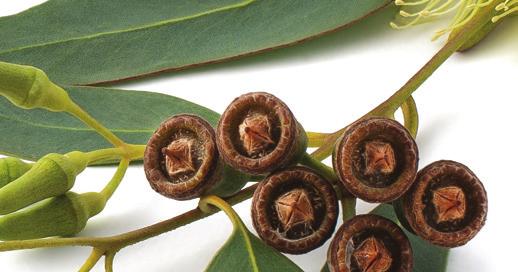 67 CLOVE Syzygium aromaticum The contrast of sweet and spicy aromas and flavors found in Clove essential oil is very exotic and exciting.