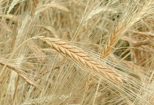 Emmer FARRO Triticum dicoccum Schubler 2n=4x=28 The cultivation of this hulled wheat species