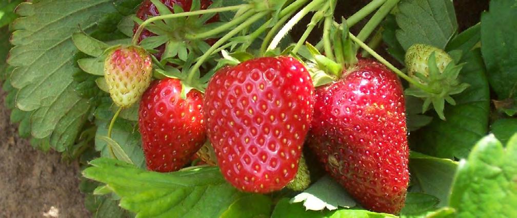 Strawberry Cultivars for Western Oregon and Washington EC 1618 Revised April 2014 Chad E. Finn, Bernadine C. Strik, and Patrick P.