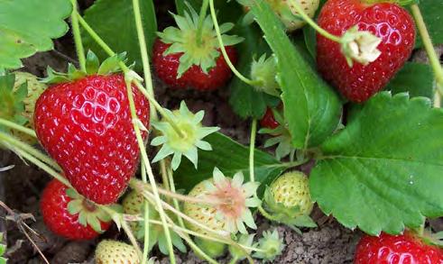 Everbearing strawberries tend to have large spring and fall crops, with little fruit in between. An everbearing cultivar is listed in Table 2.