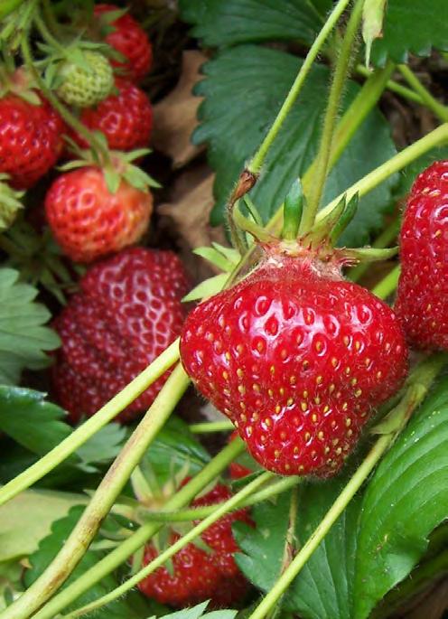 For More Information Growing Strawberries in Your Home Garden (EC 1307). Oregon State University Extension. http://extension.oregonstate.