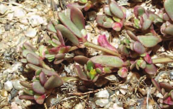 Portulaca oleracea subsp.
