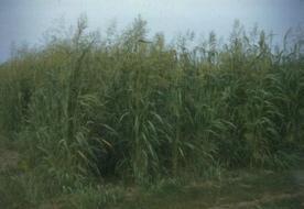 Crop Identification - Sudangrass Annual grass 6 to 8 feet tall Thin corn-like appearance Inflorescence medium to large