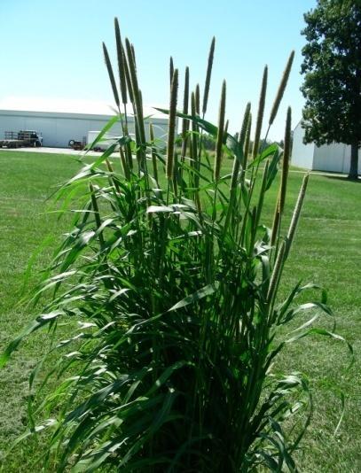 Crop Identification Pearl Millet Annual grass with