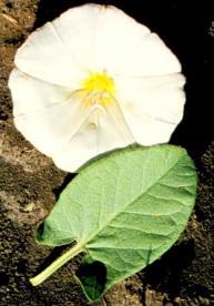 with spreading basal lobes Flowers are funnel-like white or