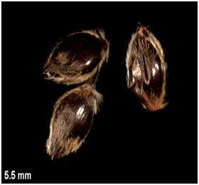 Seed is nearly 1/8 inch long, oval, yellow to reddish-brown,
