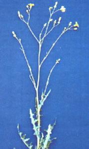 Weed Identification Perennial Perennial, roots extend several feet horizontally and