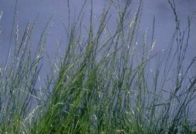 Crop Identification - Ryegrass Cool season bunchgrass Stem erect,
