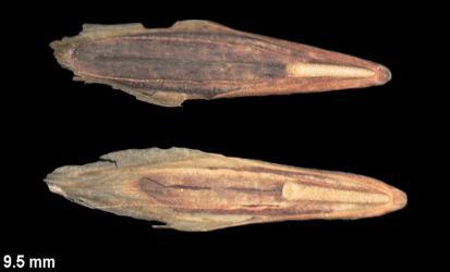 Seed is about 3/8 inch long, flattened, dark