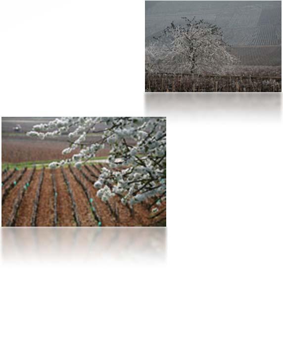 Natural elements: favourable weather Due to its unique geographical situation, Bourgogne is exposed to a semicontinental climate.