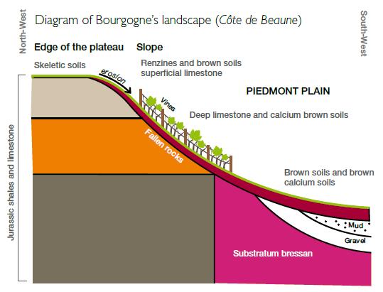 Natural elements: soil and sub-soil, one-of-a-kind Bourgogne s sub-soil was formed between 150 and 180 million years ago.