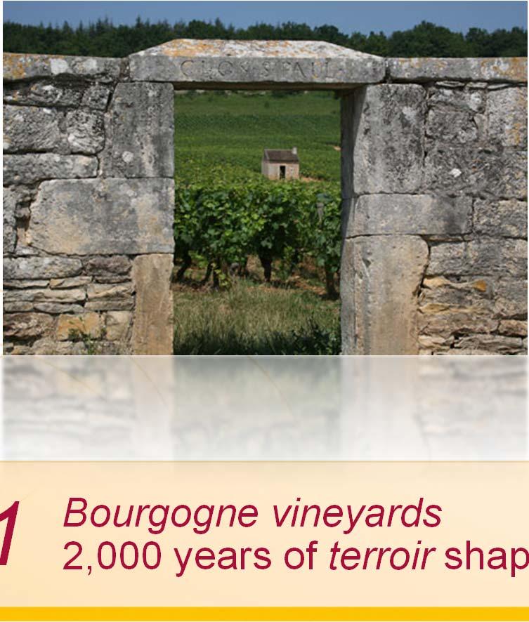 the vineyards in Bourgogne.