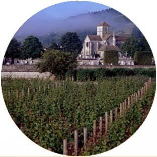 1 st 2 nd centuries Vineyards appearance under Gallo- Roman influence 11 th century