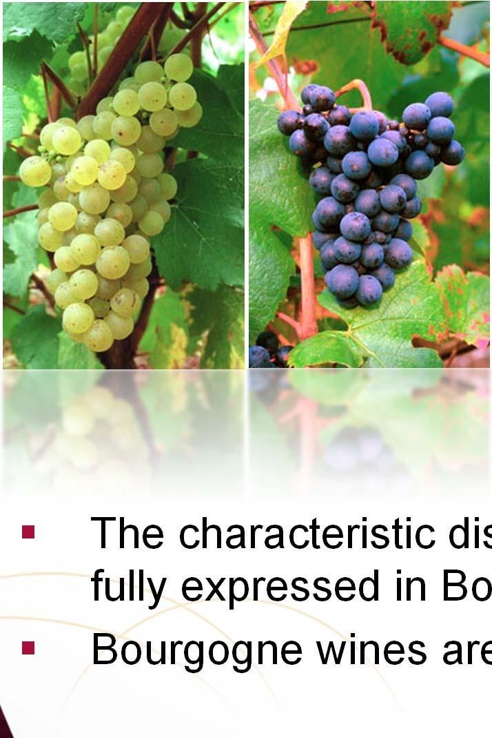Bourgogne: the natural cradle of noble grapes The