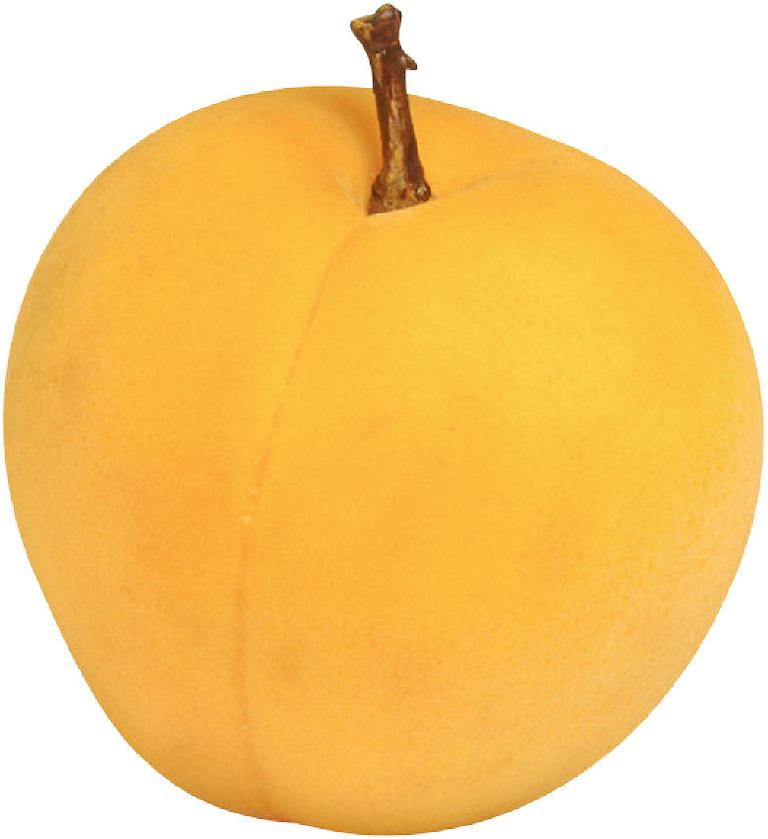 Apricot A relative of the peach, the apricot is smaller and has a smooth, oval pit that falls out easily when the fruit is halved. The skin and flesh are a golden orange color.