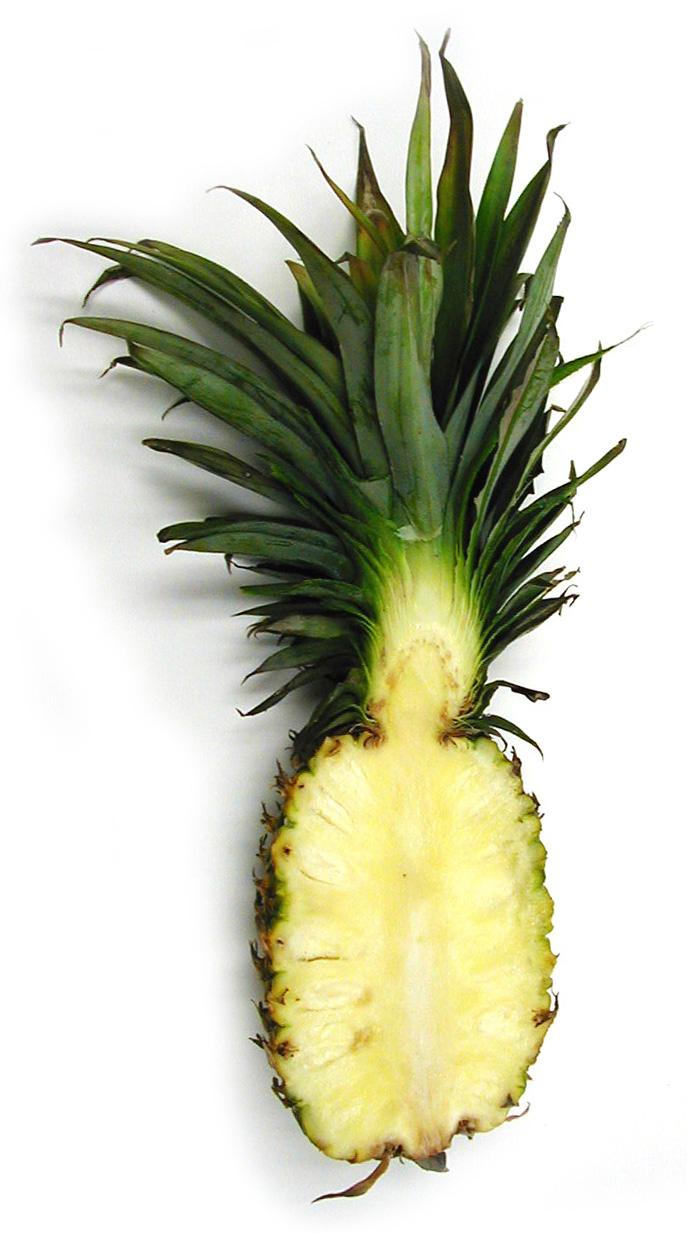 Christopher Columbus may have carried it back to Spain. The name pineapple in English (or piña in Spanish) comes from the similarity of the fruit to a pine cone.