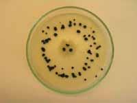 Botrytis cinerea: izgled kolonije različitih morfoloških tipova; M micelijski tip (ne stvara sklerocije) i S sklerocijski tip (stvara