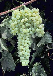 Why Missouri Table Grapes?