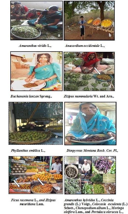Figure 2 (a-h): Documentation of Wild Edible Plants from Markets and Seller in Villages and Cities a Figure