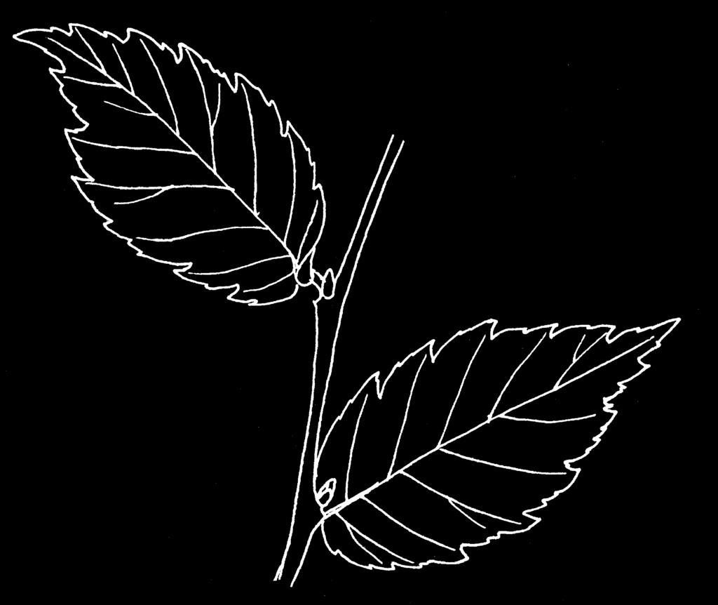 Leaf Arrangement Alternate (e.g. elm) Leaf Composition Opposite (e.