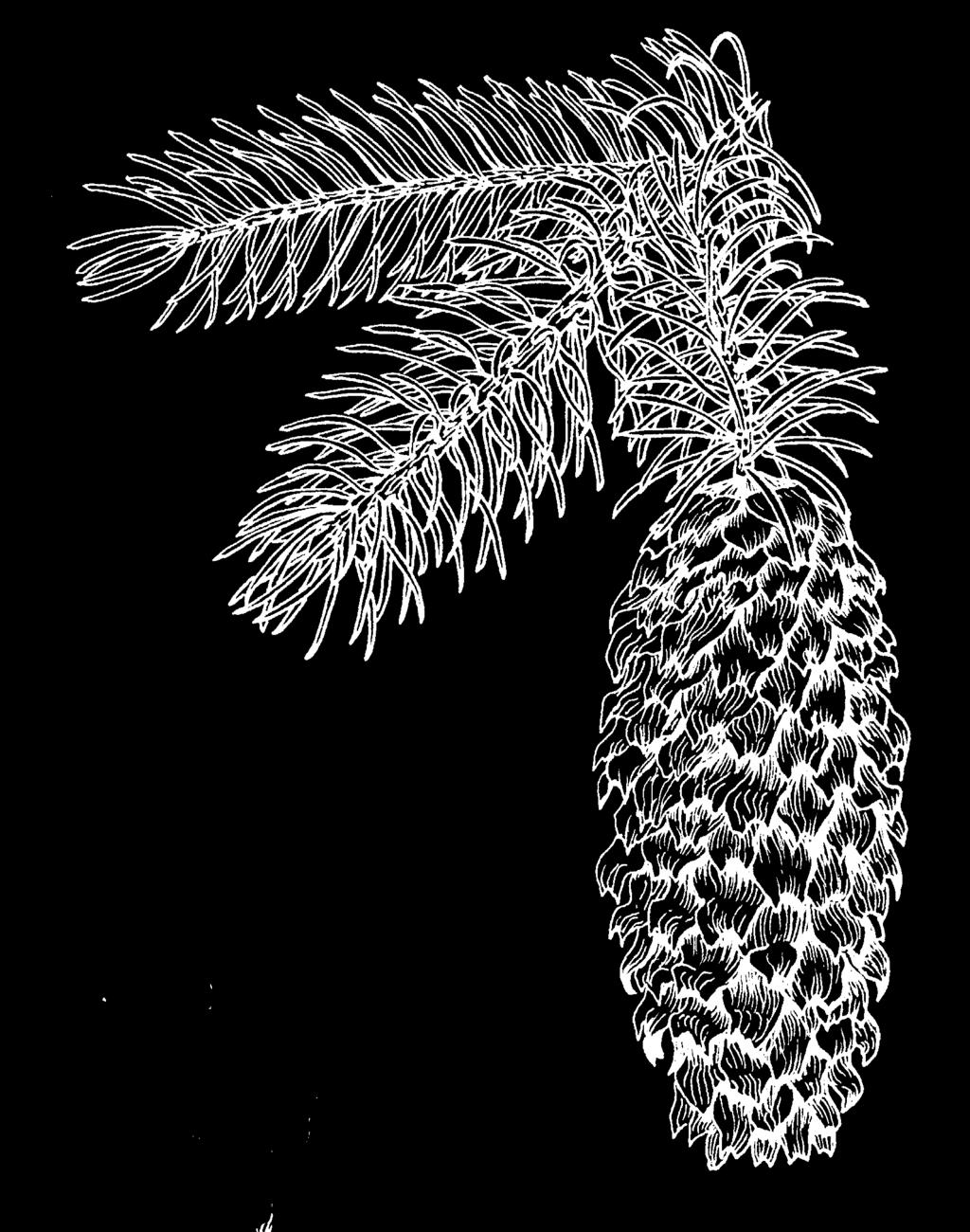 projections? Yes? Go to 10. Leaf cross-section, enlarged 9. Are the cones 1" to 2 ½" long; and the needle tips somewhat blunt? Yes? It is an Engelmann spruce (Picea engelmannii).