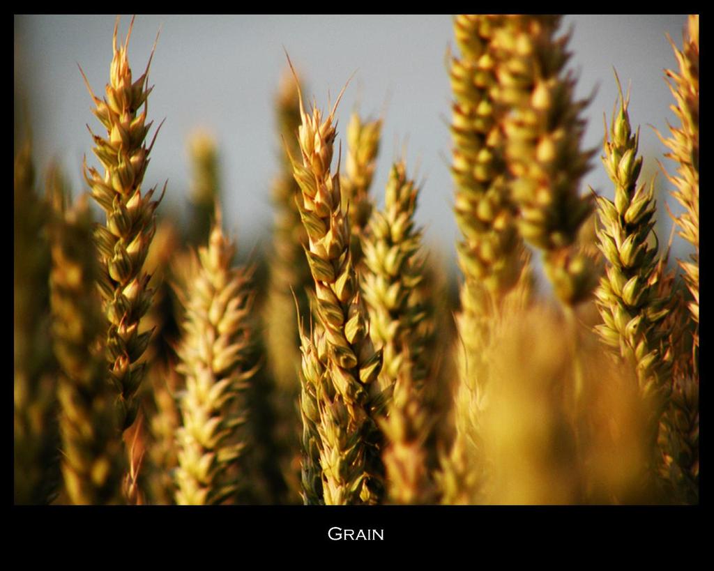 Grains Corn,