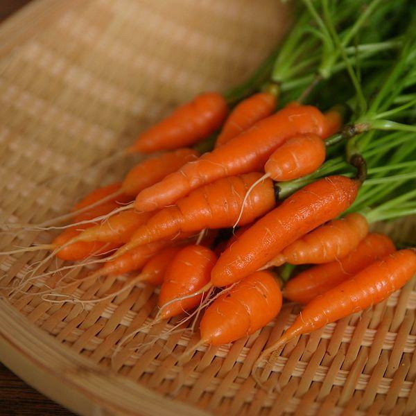 carrots grow under