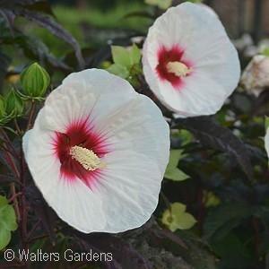 It has a compact habit and only grows 3 tall. Blooms mid to late summer. A Proven Winners selection.