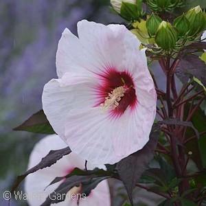 4 - Full Sun White 8 blooms with pink veining and a large red eye. The dark green foliage has nice, bronze highlights.