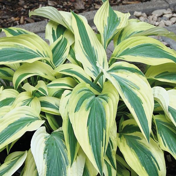 12-14 - Full or Part Shade Thick yellow-green leaves have a wide, blue-green margin.