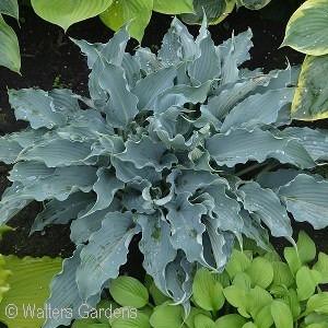 Turns to green with white edges in summer. Grows 5 tall and 7 wide. Zone 4 (#5851 - #1 cont.