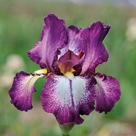 (#NEW - #1 cont.) {photo: Netherland Bulb} PAPRIKASH SIBERIAN IRIS Iris sibirica Paprikash Ht. 20 Wt.
