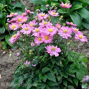 16-18 - Full Sun or Part Shade This compact anemone produces dark pink, double flowers over a small mound of green foliage. Blooms in early fall.