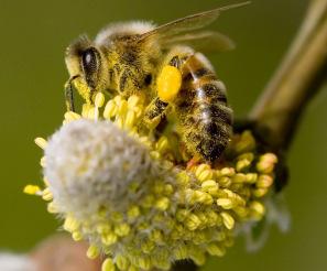Honey frauds If pollen are removed, conventional analysis can not detect origin or type of honey, while NMR still can.