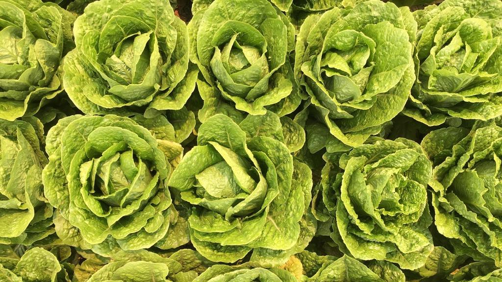 . January 18, 2018 OVERVIEW Lettuce, romaine and leaf items are steady, and although they are improving, there are still quality