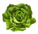 CALIFORNIA LETTUCE GREEN & RED LEAF Quality is good. Prices are good. BUTTER Prices are stable. Quality has improved. ICEBERG LETTUCE Supplies are good with no supply gaps forecasted.