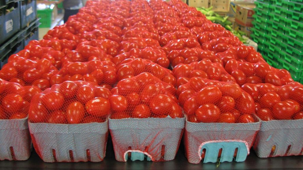 Tomato Pest Identification