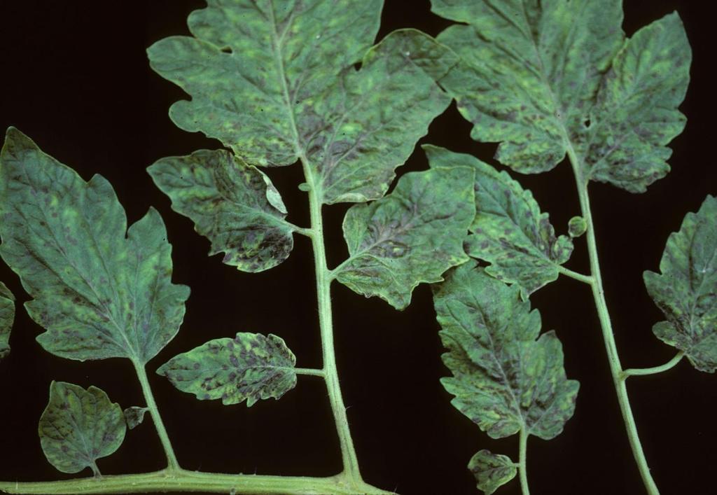 Tomato spotted wilt virus: mottled or streaked leaves turn brown and droop, plants