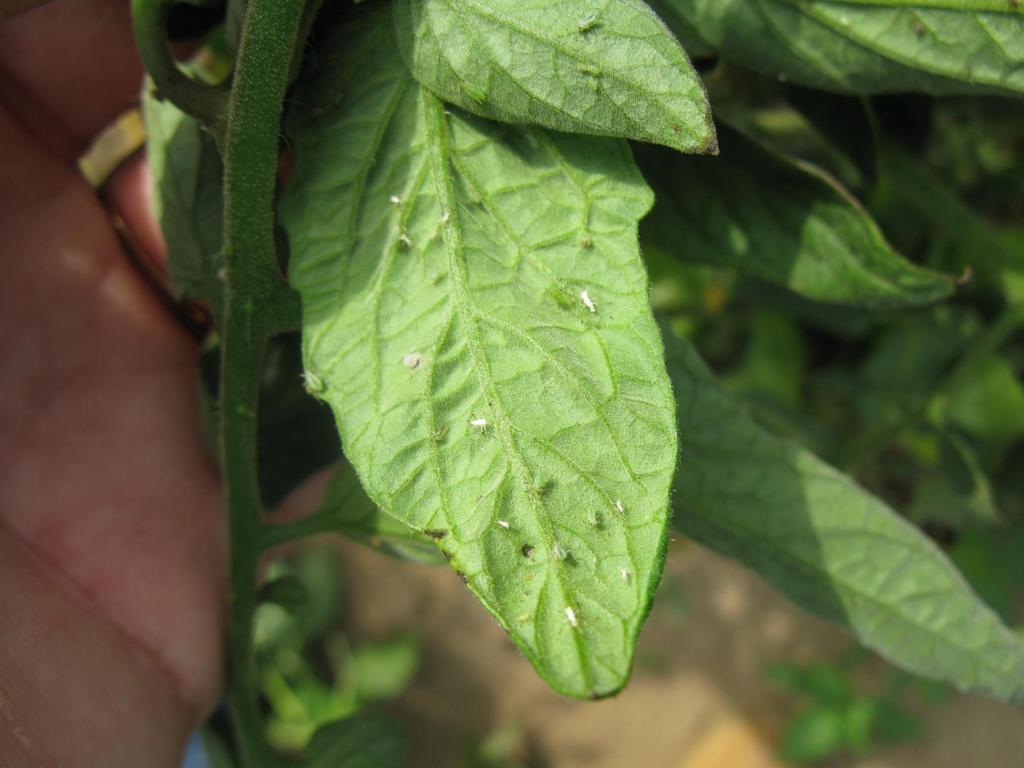 Aphids: tiny, green, pear-shaped with tail