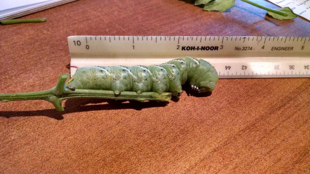 Photo by Ian Gibson Tomato/tobacco hornworm: large,