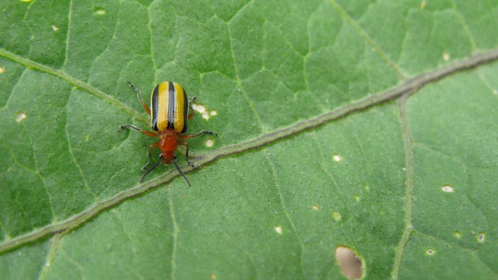 Three-lined potato beetle: Adult yellow with 3 black stripes, red head, thorax and underside/larva brown or orange with black head