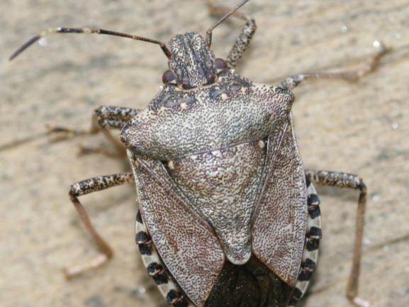 Brown marmorated stink bug: white stripes on antennae, suck plant