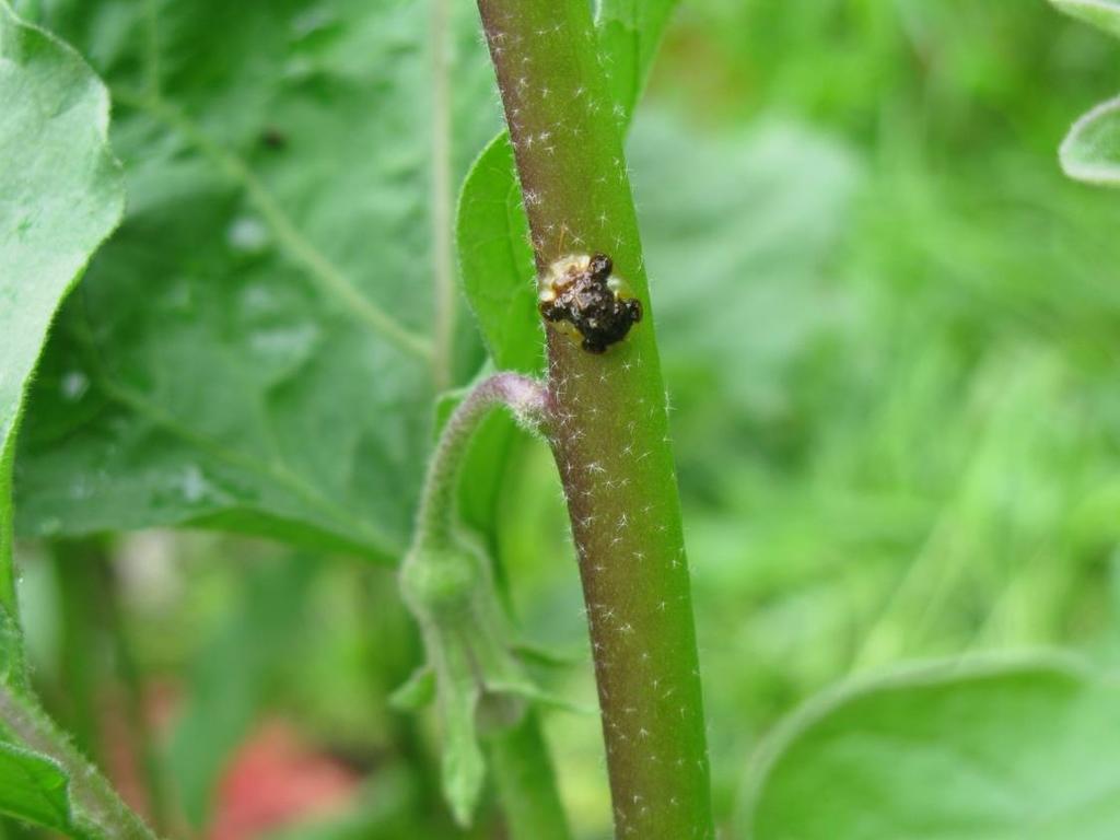beetle: adult/ and larva